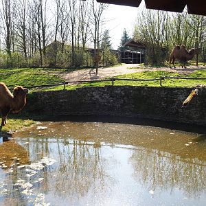 Bactrian camel paddock, 2019-03-30
