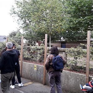 Okapi mating draws a crowd