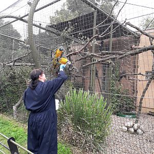 Treat time for the macaws