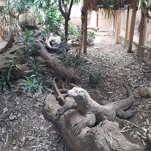 Komodo dragon enclosure