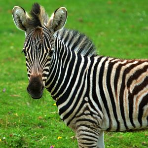 Chapman s Zebra Foal