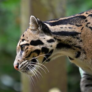 clouded leopard