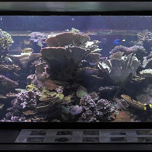 Large reef aquarium