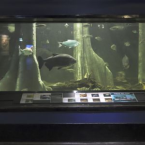 Flooded forest aquarium