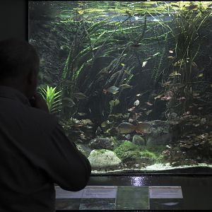 Rainbowfishes aquarium