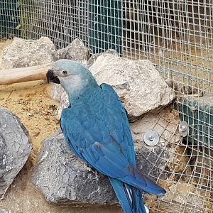 Spix macaw