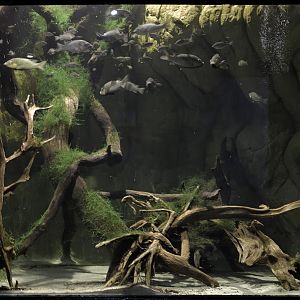 Barombi Mbo aquarium