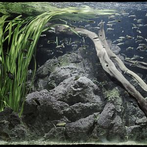 Goodeid aquarium