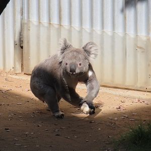 Koala