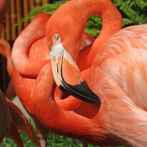 American Flamingo