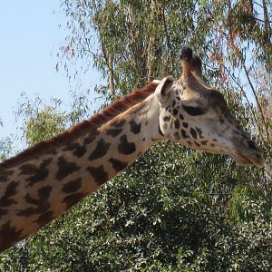 Masai Giraffe