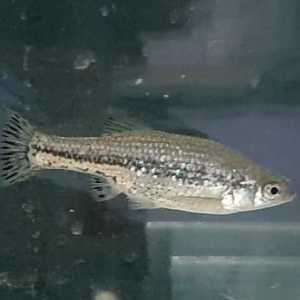 Butterfly splitfin - Ameca splendens