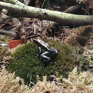 Phyllobates vittatus