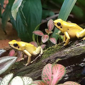 Phyllobates terribilis
