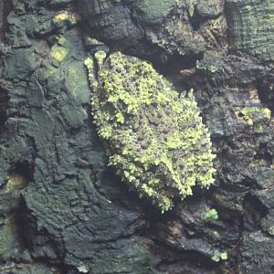 Mossy frog - Theloderma corticale
