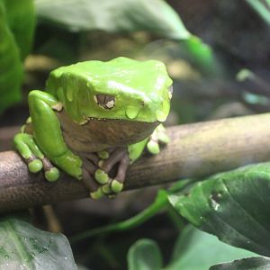 Phyllomedusa bicolor