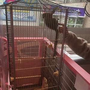 Harajyuku Zoo Cafe - Common Marmoset