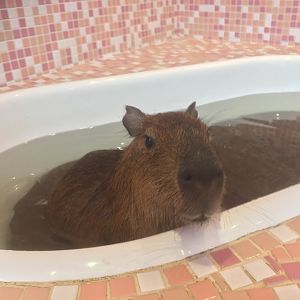 Harajyuku Zoo Cafe - Capybara