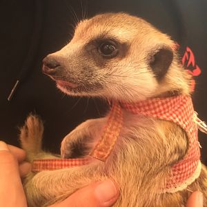 Harajyuku Zoo Cafe - Meerkat