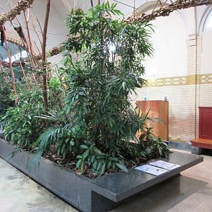 Forest House - First Room (with 10 free-ranging species)