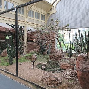 Black-headed Weaver Exhibit (outstanding activity from the birds!)