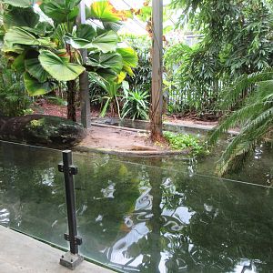 False Gharial Exhibit #1 (female at the back)