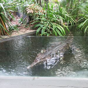 False Gharial Exhibit #2 (an enormous male)