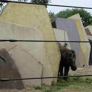 Asian Elephant Exhibit - baby elephant + weird cement structures