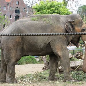 Asian Elephant