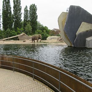 Asian Elephant Exhibit Pool
