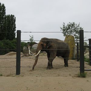 Asian Elephant
