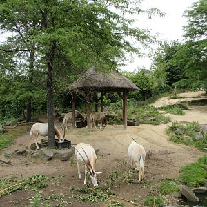 Scimitar-horned Oryx Exhibit