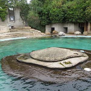 California Sea Lion Exhibit