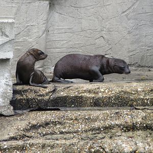 California Sea Lions (very young pups)