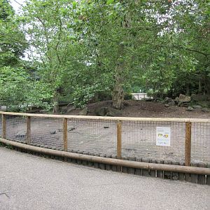 Red River Hog Exhibit