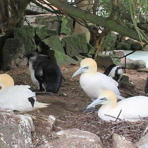 Northern Gannets + African Penguins