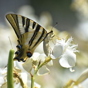Swallowtail ID - (Madrid, Spain)