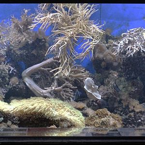 Long reef aquarium