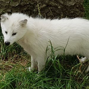 White raccoon dog