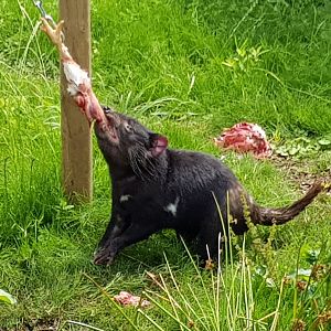 Feeding tasmanian devil