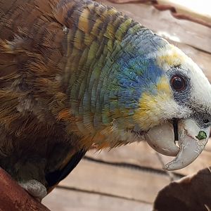 Saint Vincent Amazon parrot