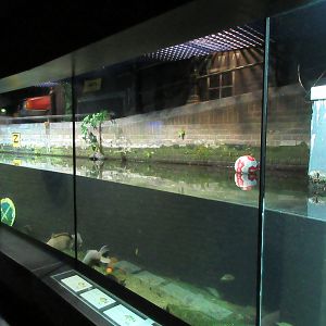 Aquarium - Dutch Canal Tank