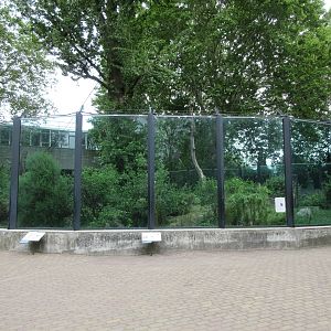 Lowland Gorilla/Diana Monkey/Meerkat Exhibit