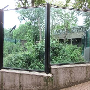 Lowland Gorilla/Diana Monkey/Meerkat Exhibit