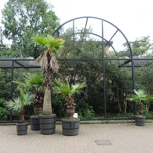 Large Aviary