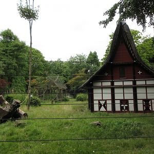 Sulawesi Crested Macaque Exhibit
