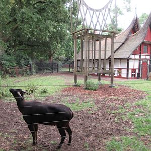 Lowland Anoa Exhibit