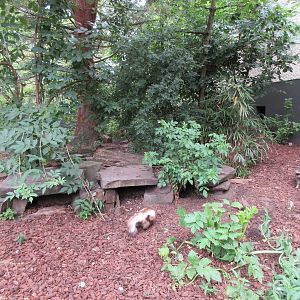 Striped Skunk/Raccoon Exhibit