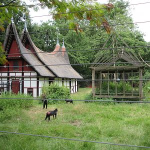 Sulawesi Crested Macaque Exhibit