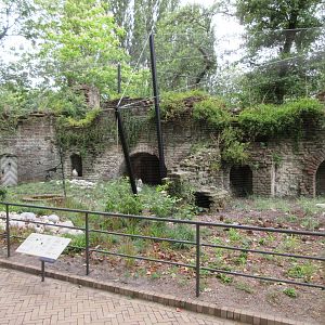 1922 'Ruins' - Snowy Owls + Red-Crowned Cranes